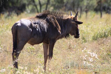 Pilanesberg National Park | Pilanesberg Game Reserve is in t… | Flickr