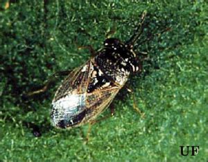 Florida Farm Pests: Southern Chinch Bugs - UF/IFAS Extension Polk County