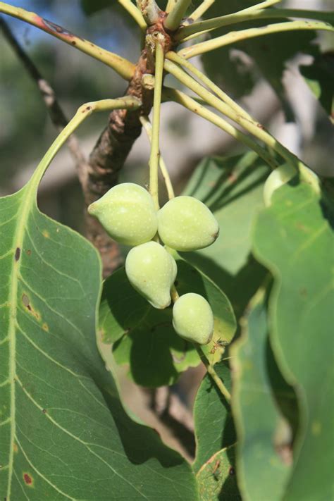 Meet the Kakadu plum: an international superfood thousands of years in ...