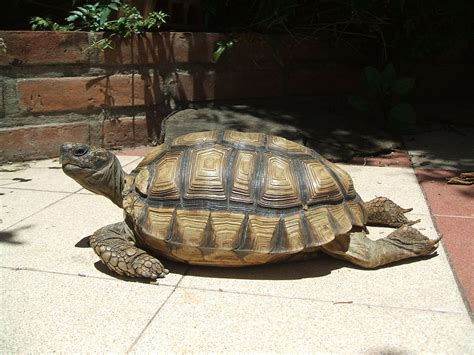 Chaco Tortoise Facts and Pictures