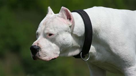 Dogo Argentino - Price, Temperament, Life span