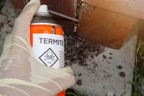 Why Is Termite Treatment So Expensive? | Pest Wisdom