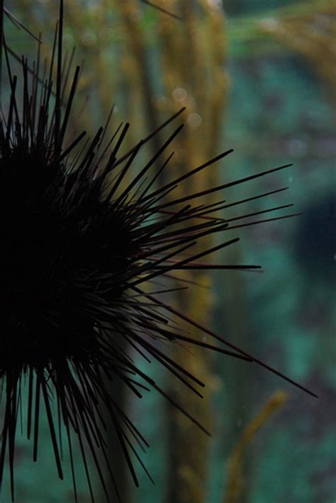 How to Get Sea Urchin Spines Out and Treat Stings | RemedyGrove