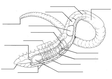 Earthworm Dissection Guide