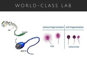 Sperm DNA Fragmentation