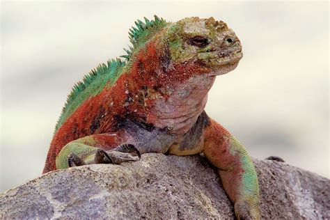 Galapagos Marine Iguana Looks Photograph by Janet Muir - Pixels