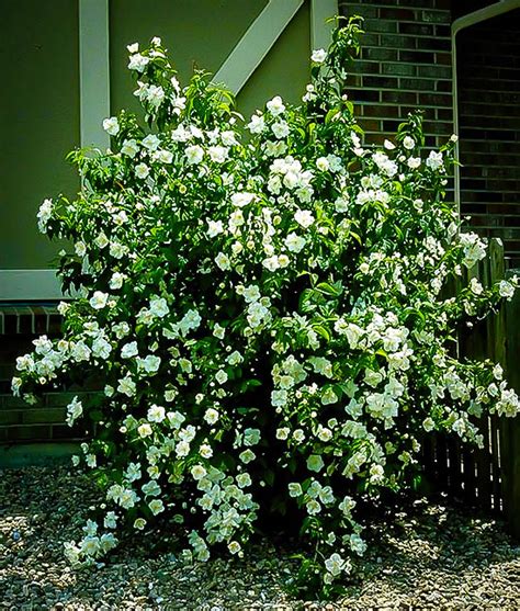 Mock Orange Shrubs For Sale Online | The Tree Center