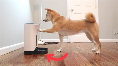 automatic dog treat dispenser