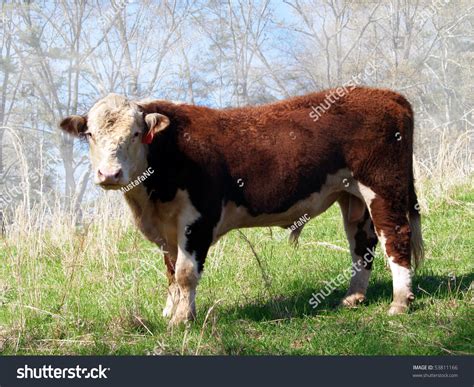 Polled Hereford Bull Stock Photo 53811166 - Shutterstock