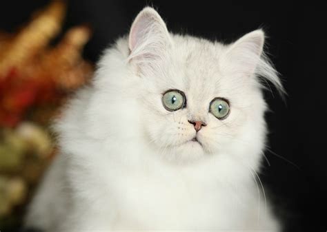 Silver Chinchilla Teacup Persian Kitten For Sale - Doll Face Persian ...