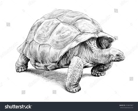 Giant Tortoise, Hand Drawn Turtle Illustration Or Pencil Sketch - 319847867 : Shutterstock