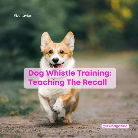 Dog Whistle Training: Learn The Best Way To Recall Your Dog