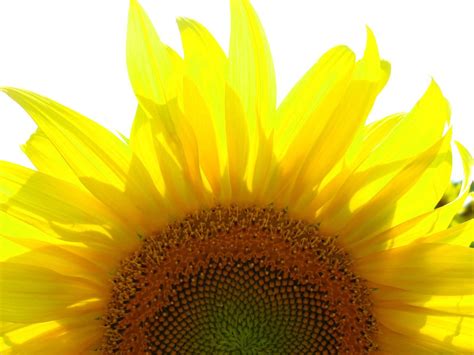 Sunflower Watercolor Wallpapers - Top Free Sunflower Watercolor Backgrounds - WallpaperAccess