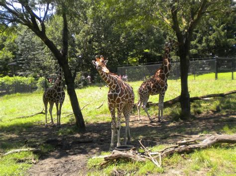 2010 Blank Park Zoo, Des Moines, Ia | Blank park zoo, Zoo, Animals