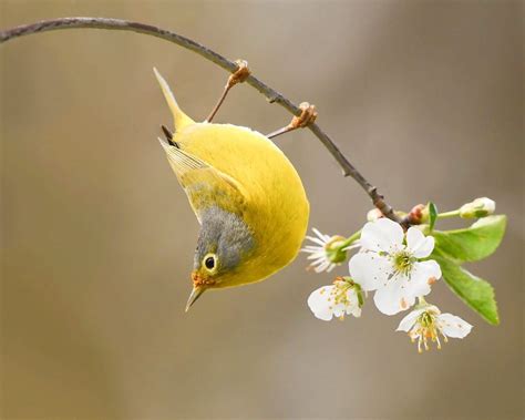 Meet the Acrobatic Nashville Warbler - Birds and Blooms