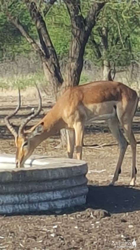 Impala South Africa | AfricaHunting.com