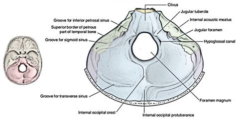 Posterior Cranial Fossa Bones