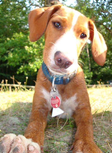 5 Irish Setter Mix Breeds – The Popular and Adorable Hybrid Dogs | PetPress