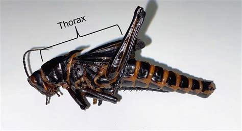 Insect Anatomy – The Thorax – UNBC BIOL 322, Entomology