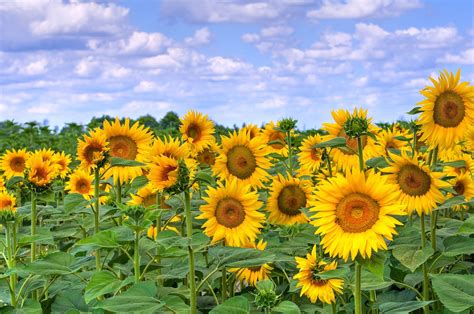 Champ de tournesols | Sunflower fields, Sunflower season, Sunflower