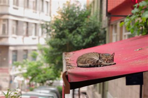 Kedi: The Istanbul Cat Documentary That'll Warm Your Heart