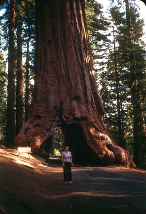 The Wawona Tree: Historic Photos Since Its Tunnel Was Formed Until ...