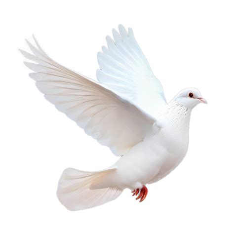 Dove Flying On White Background, Dove, Fly, Peace Dove PNG Transparent ...