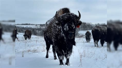 How much snow has fallen across Kansas?