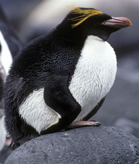 Macaroni penguins – Australian Antarctic Program