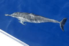 Spinner Dolphin Facts: Lesson for Kids | Study.com