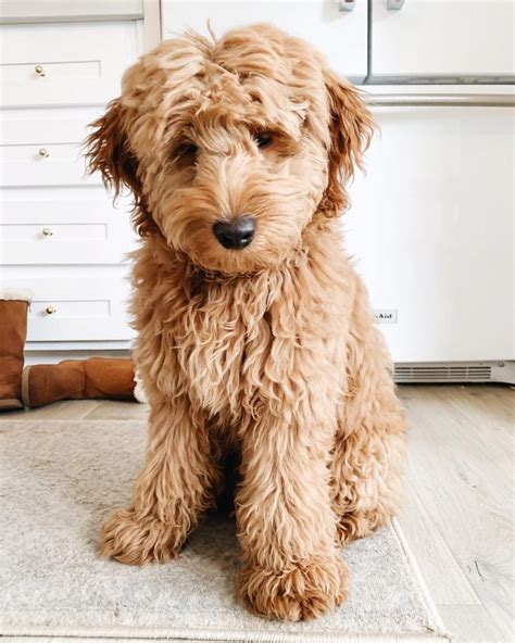 Types of Goldendoodle Colors – With Pictures!