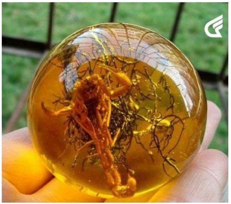 Find More Statues Information about Rare Baltic sub amber Scorpion fossil ball Free shipping ...