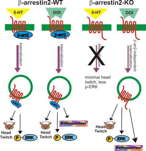 Functional selectivity at the 5-HT2A receptor is mediated by -arrestin.... | Download Scientific ...