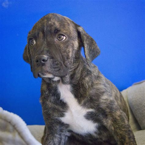 pitbull lab mix puppy brindle - Bebe Lentz