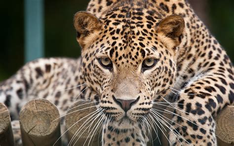 Leopard face close-up, eyes wallpaper | animals | Wallpaper Better