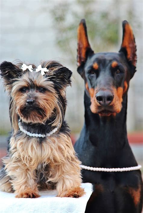 Free Images : friendship, vertebrate, dog breed, doberman, yorkshire terrier, dog like mammal ...