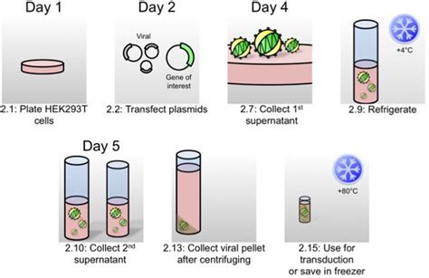 A Protocol for Lentiviral Transduction and Downstream Analysis of Intestinal Organoids | Protocol