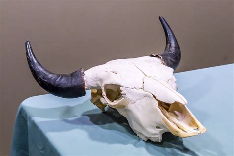 American Bison Skull (Buffalo) | Charles G. Haacker | Flickr