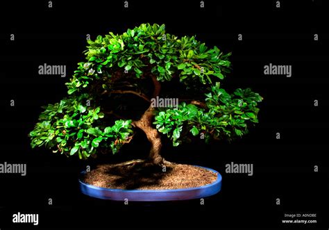 Miniature tree fashioned in the bonsai tradition Stock Photo - Alamy