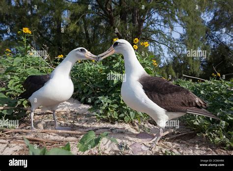 Laysan albatross, Phoebastria immutabilis, billing during courtship ...