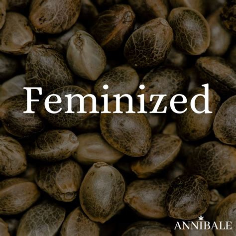 Feminized Cannabis Seeds - Over 400 Strains! - Annibale Seedshop