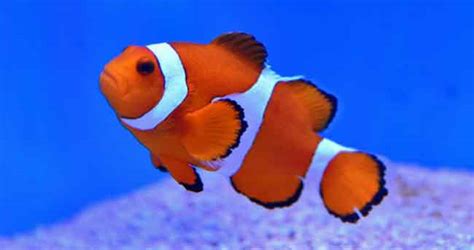 13 “Finding Nemo” Fish Species In Real Life (With Pictures) – AnimalHow.com