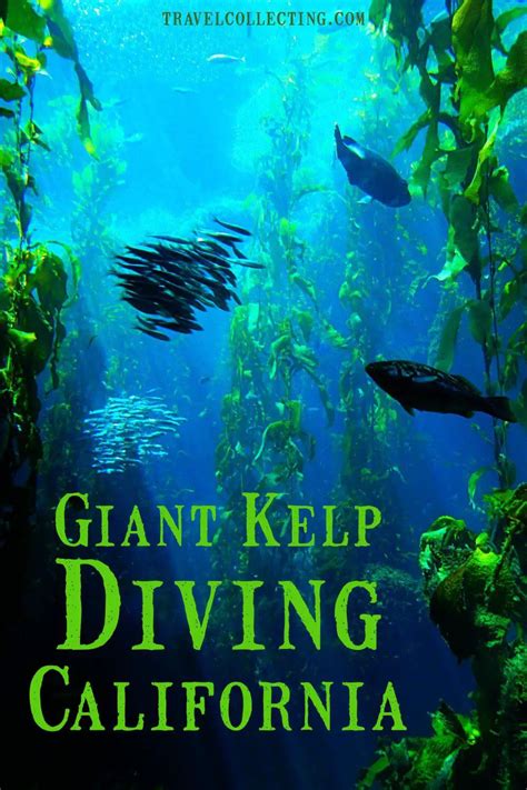 Channel Islands SCUBA Diving, California: GIANT KELP DIVING