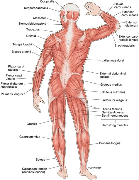 Superficial Muscles - Back View | Carlson Stock Art