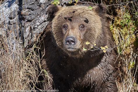 2019 Alaska Wildlife - Jeff Schultz Photography