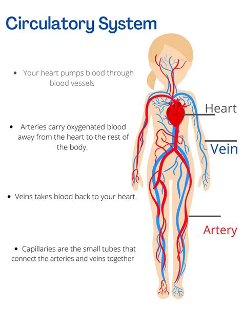 Circulatory System Drawing For Kids