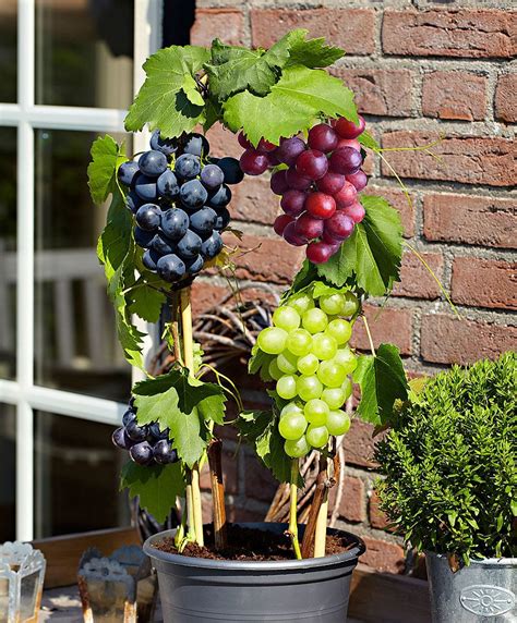 Grape product photo | Bonsai fruit tree, Grape plant, Dwarf fruit trees