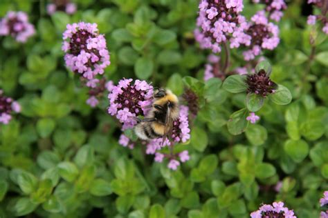 Melford Hall (NT) 30-07-2011 | Follow in Beatrix Potter's fo… | Flickr