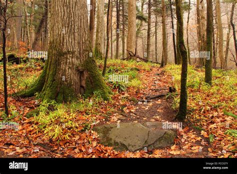 Rainbow Falls Trail Stock Photo - Alamy