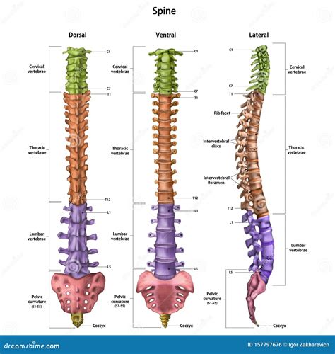 Human Back Bones Anatomy / Back And Spine Complete Pain Care Helping ...